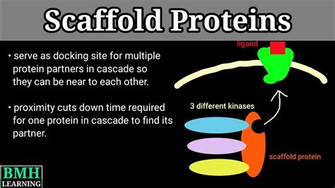 scaffold protein